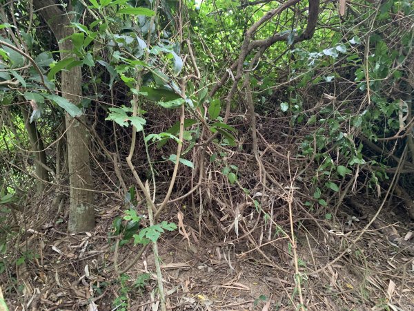 20250906台南蚵殼坑山-九層嶺-三十六崙山-洋子寮山2881512