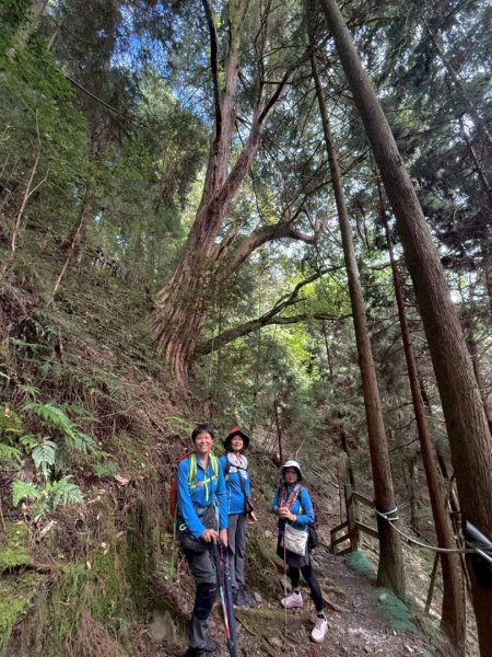 觀霧-檜山巨木群步道2925847