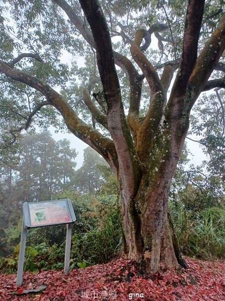 【南投魚池埔里】三個女子的悠遊行。 No49小百岳貓囒山步道2491658