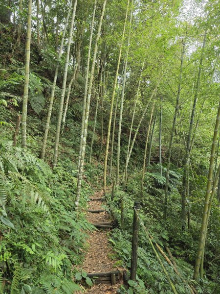小百岳No.50⛰集集大山3120459