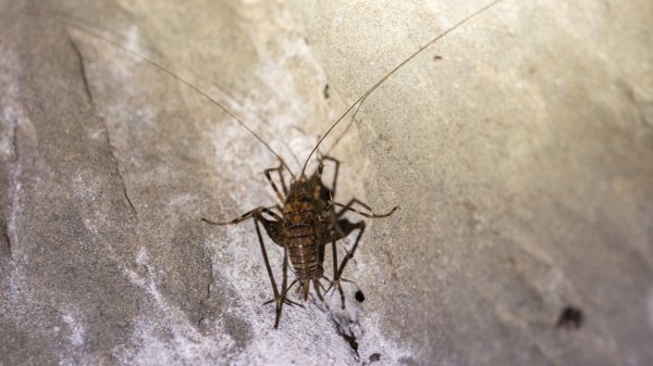 傳說中的「魔神仔洞」| 菁桐古道（汐止段＆平溪段）2721252