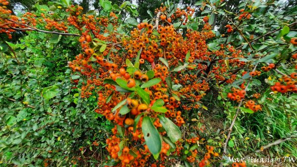 《苗栗》遺落莊園｜墨硯山步道O繞202310222322887