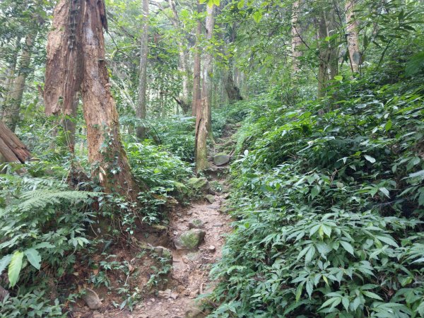 天氣多變大霧瀰漫的溪頭鳳凰山步道(小百岳#53)1494857