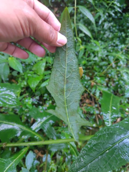 再訪雙林山、杜仔湖步道、雙子山2817923