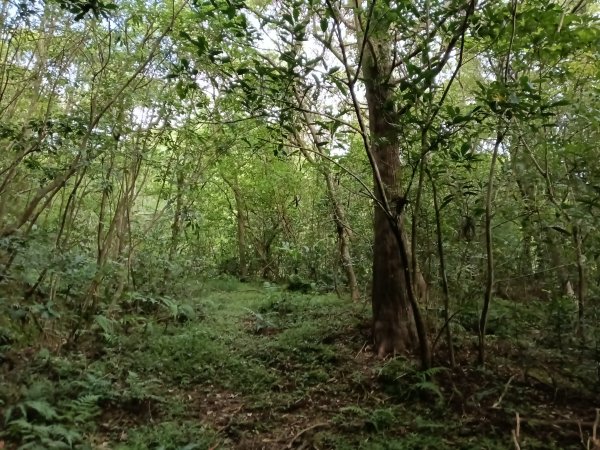 雙溪區盤山坑古道+過火坪古道O型2882376