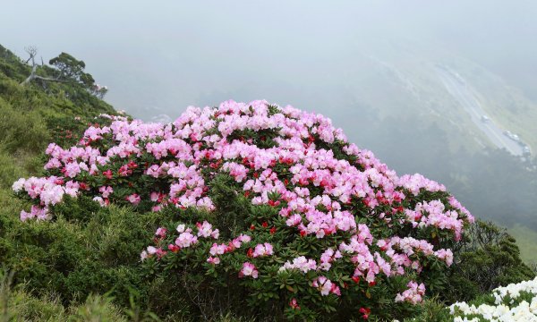 霧裡看花/這一季的東峰杜鵑597634