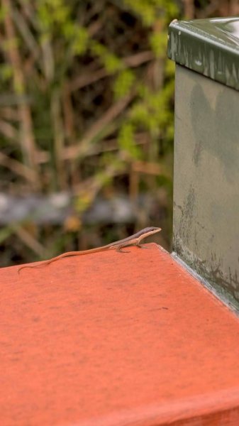 貓囒山步道2928511