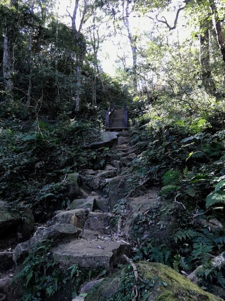 內鳥嘴山賞山毛櫸順遊北得拉曼巨木步道神木群201811071964048