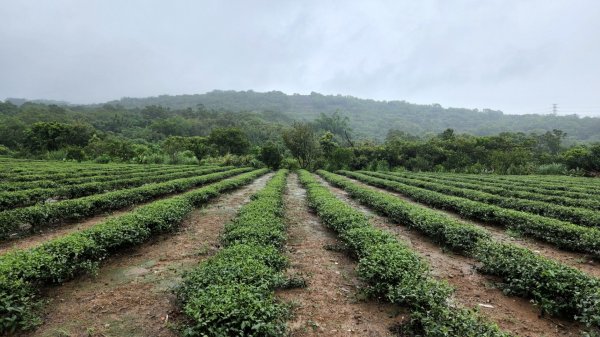 桃園金面山，金山面山，五酒桶山，南崁山，山鼻山，營盤坑古道，乳姑山，平遍山，赤柯山縱走東獅頭山1832075