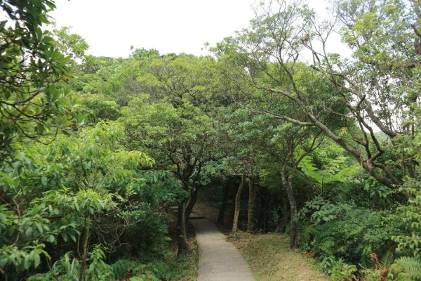 小百岳NO12  汐止大尖山 縱走海拔641公尺 四分子尾山2228927