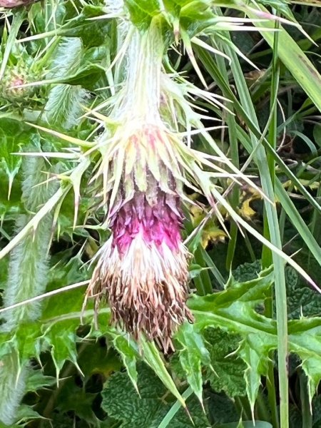 合歡山群峰（南峰、石門山、尖山、東峰）2626758