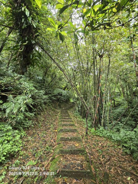 2025-11-22微笑山線：【五分山系】平溪小黃山段2943281