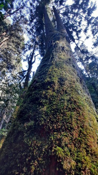 《南投》忘憂森林｜嶺頭山及金柑樹山O繞(留龍頭起登)202303182076760