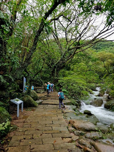 草嶺古道 - 2024草嶺古道芒花季2650864