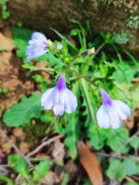 始終如一的愛心縱走2993450