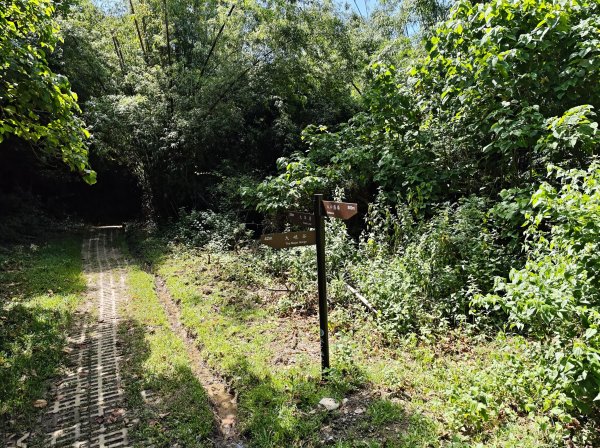 [百山百鳥尋旅-02/15] 2025_0809 社頂自然公園步道2857111