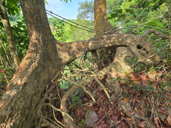 新化林場後山步道2776961