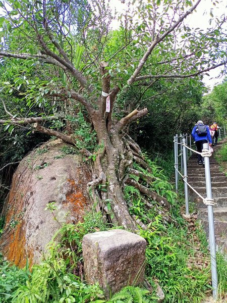 【小百岳集起來、臺北大縱走 4】翠山步道→大崙尾、頭山步道→大崙頭山北面步道→甜水鴛鴦湖→許願步道1794132