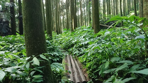 滿滿仙氣的向天湖山1107041