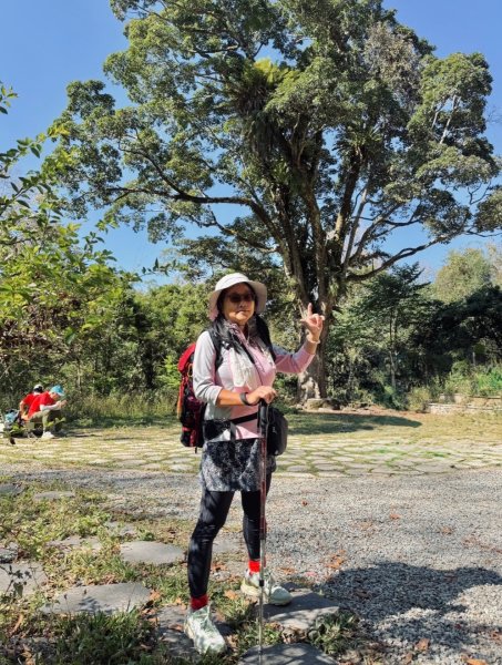 雪山坑登山步道尋巨人2978423