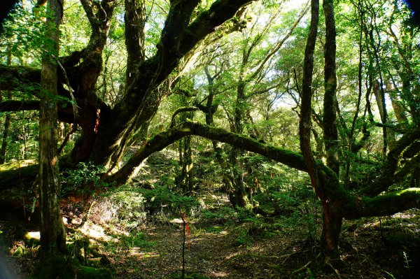 桃園 復興 達觀山、拉拉山3101837