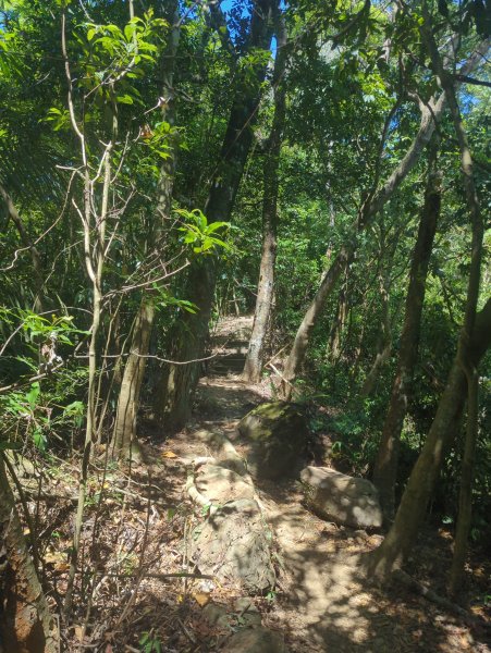 2025.10.18－微笑山線：【天上山系】望月亭桐花段2919557