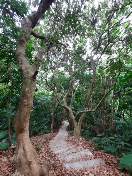 《彰化》桃源里森林步道、龍鳳谷森林步道1047491
