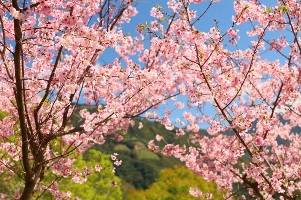 拉拉山的櫻花286568