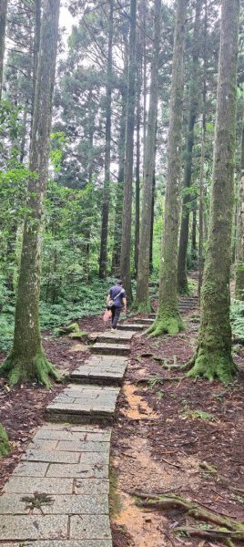 東眼山國家森林遊樂區2522650