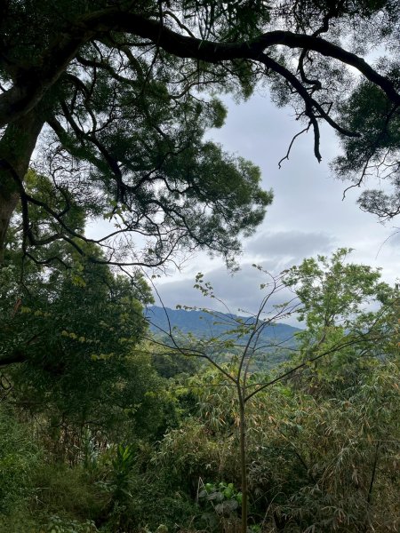 2025/3/16南觀音山2749046