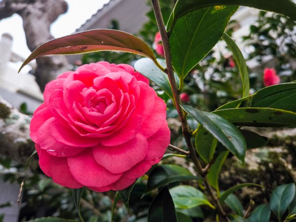 2025-03-08 汶水三山：金童山、汶水山、玉女山 連走2736578