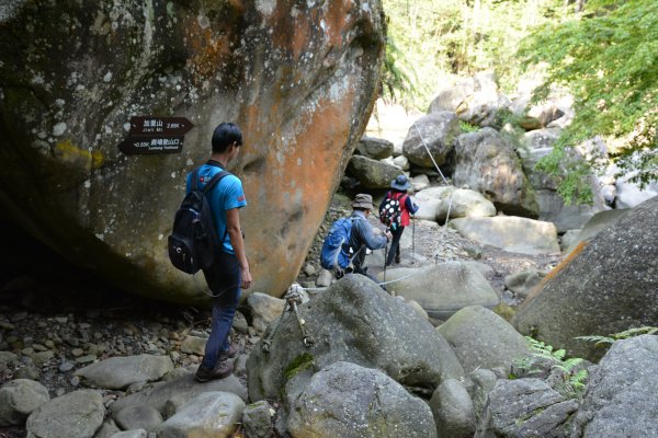 加里山鹿場、杜鵑嶺893677