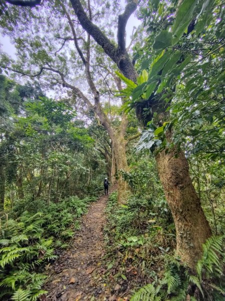 鳳鳴古道 鳳鳴山 南隘勇（南長城）古道 三湖山 八達嶺（龍骨）古道 綠色古道 延平古道2975292