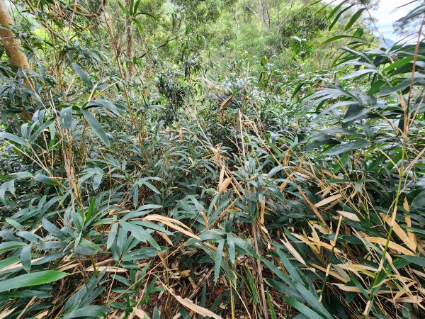 20241222二載山與大橫屏山南峰(追加鹽菜甕山、鹽菜甕下山)2721500