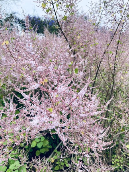 20250224 南投粉紅山丘麝香木秘境2743816