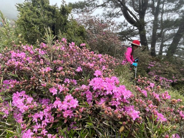 1130518｜0620合歡北峰杜鵑花2505927