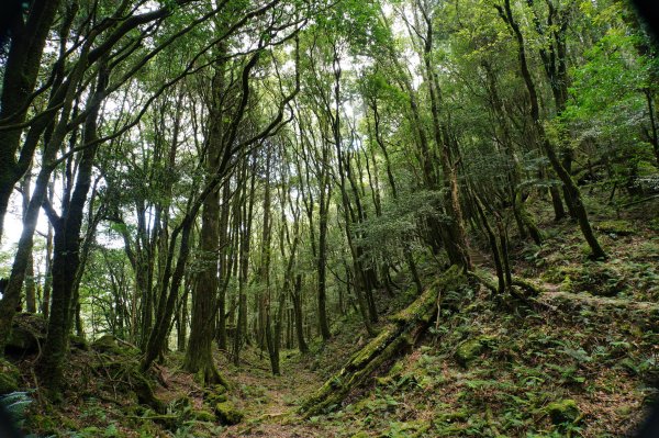 台中 和平 南松鶴山、八仙山、東松鶴山2877967