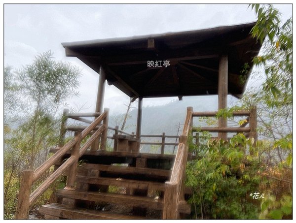 惠蓀林場 杜鵑嶺 O遶一圈3010285