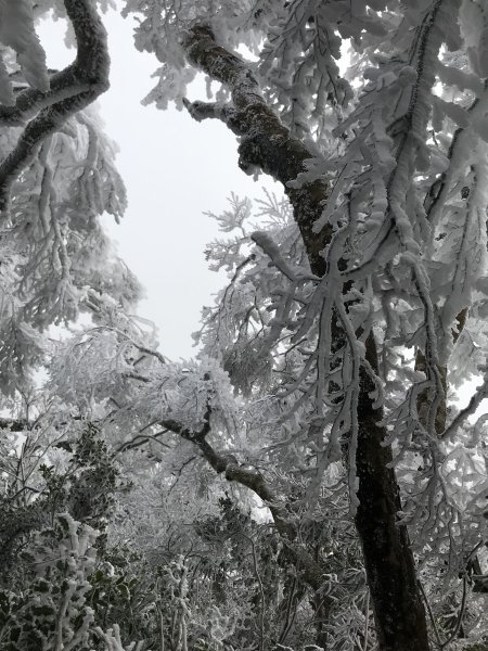 美呆了~雪白內鳥嘴山1253312