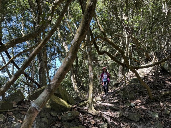 屋東縱走 202503012728994