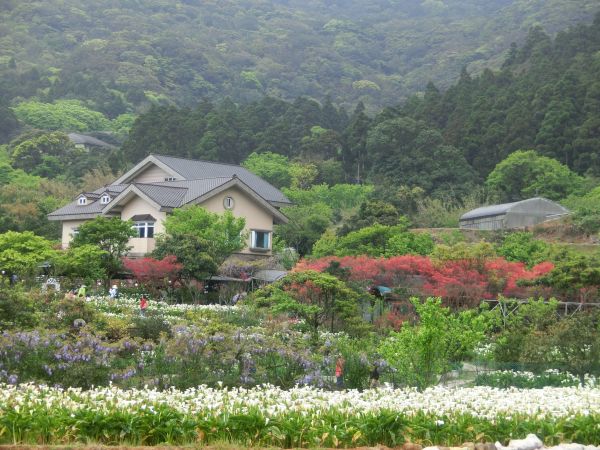 竹子湖海芋季300806