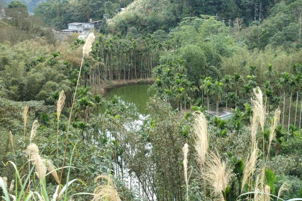 觀音台 水柳腳登山步道3085157