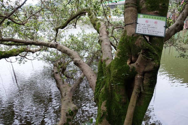 大湖公園．大溝溪．圓覺寺步道814355