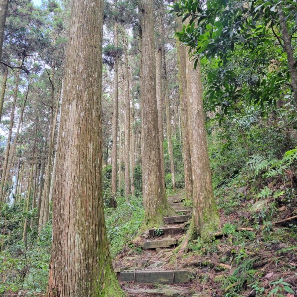 藤枝國家森林遊樂區（小百岳）2291824