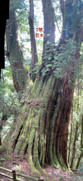 觀霧-檜山巨木群步道2925524