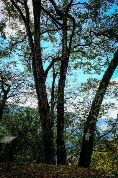 [冬訪大霸聖山岳參行]-大鹿林道東線榆金楓紅與九九山莊精選輯2974625