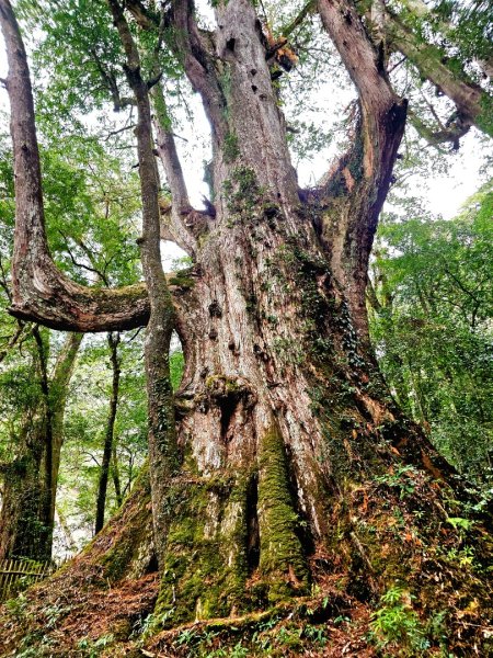司馬庫斯神木群步道及櫻花季-(新竹)臺灣百大必訪步道3007802
