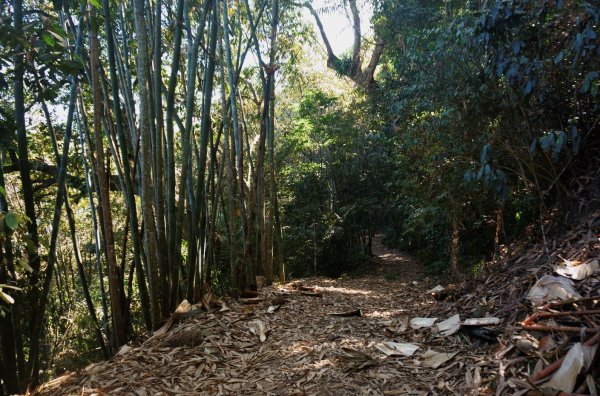 西阿里關山步道2011218