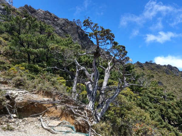 高雄/花蓮/台東-嘉明湖-向陽山-三叉山3053720