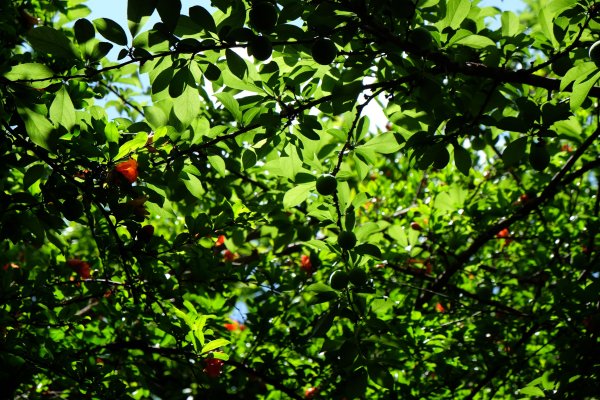 5月9日沙溪古鎮~~悠閒漫遊3059203
